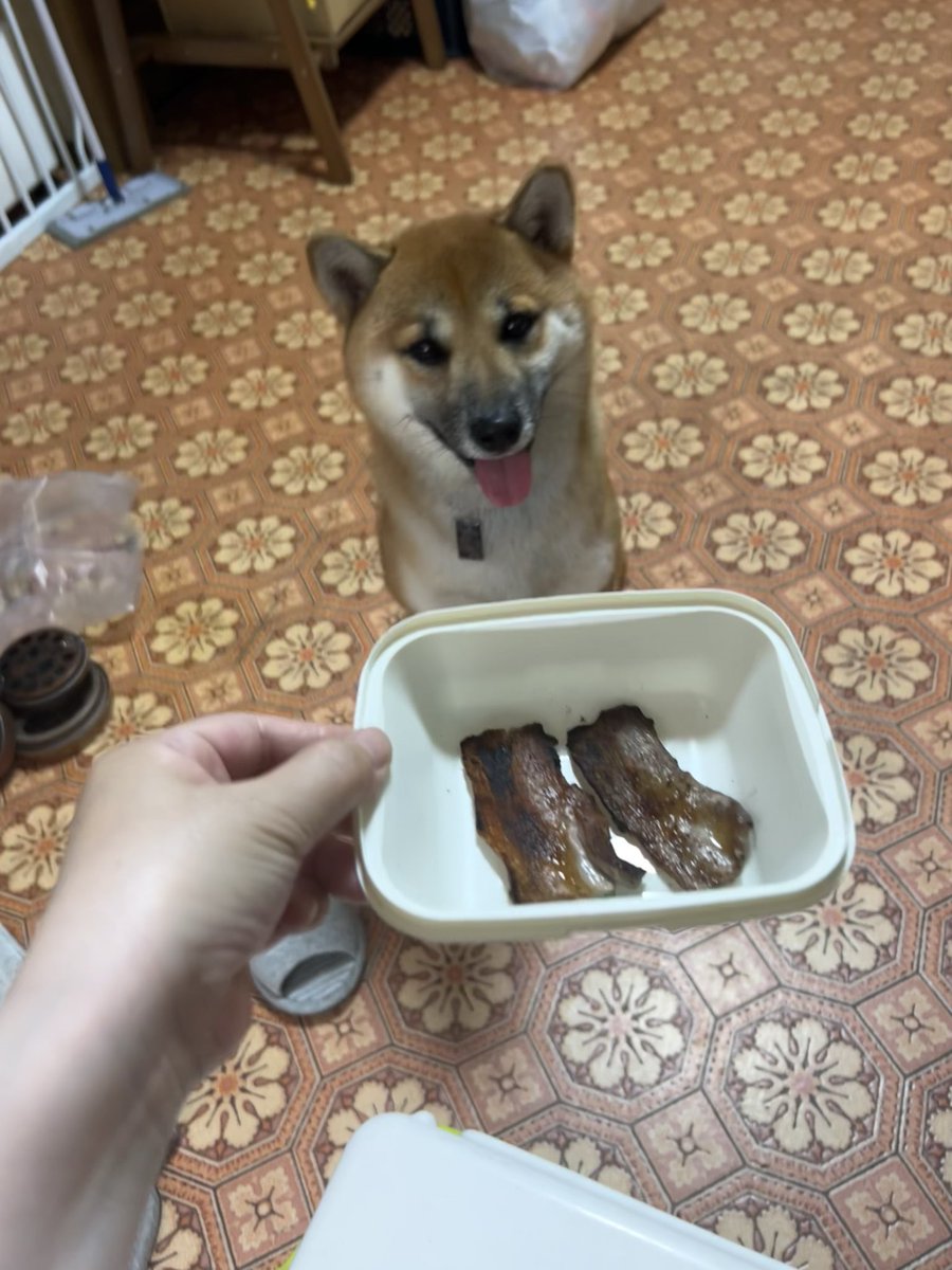 KeruchanOimo's tweet photo. おはわん🌄
昨日お庭でBBQしたよ🍖🔥ぼくもお肉あむあむ食べたわん👅🥓ｵｲﾁｨ
　
#柴犬大好き 
#柴犬との暮らし
#ソーちゃん https://t.co/vvyb6OEeRj
