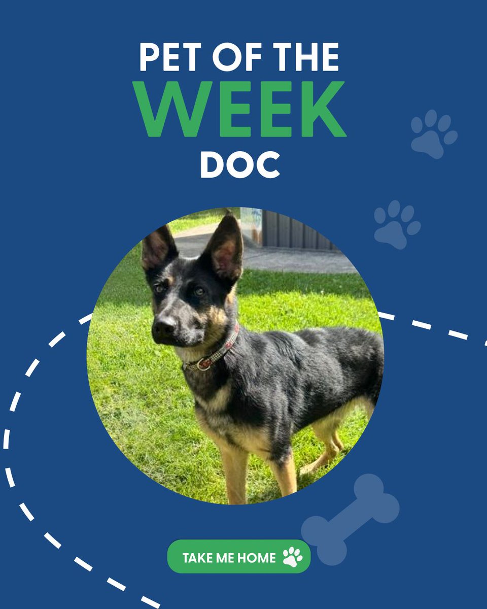 HSGNiagara's tweet photo. Doc πΎ This 9-month-old German Shepherd mix is sweet, goofy, and eager to learn. He's looking for a family ready for training, adventures, and celebrating every milestone. π
https://t.co/6N1pUXobGb
#AdoptDontShop #HSGN #AdoptADog #HumaneSociety #ForeverHome https://t.co/NXWqIss8RF