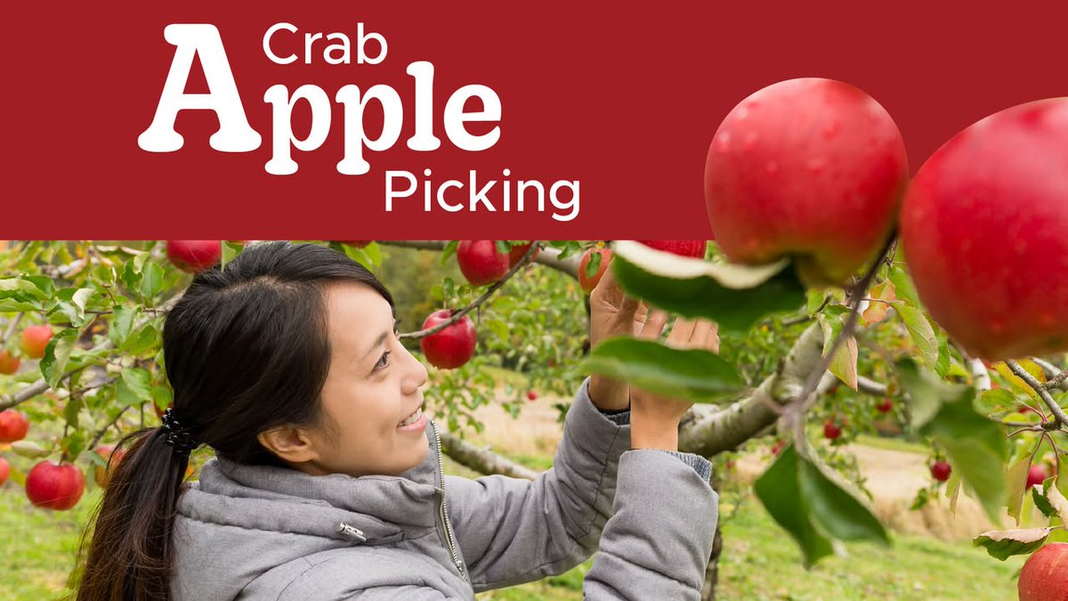 AlgonquinSS's tweet photo. 🍎 Join Facilities Management for Crab Apple Picking in the Residence Courtyard!

Help support a campus sustainability initiative by harvesting crab apples on:
📅 Aug. 25 &amp; 27, Sept. 1 &amp; 3
🕛 12–2 p.m.

Learn more: https://t.co/JBlqvULYBD https://t.co/JscaIgTP8H