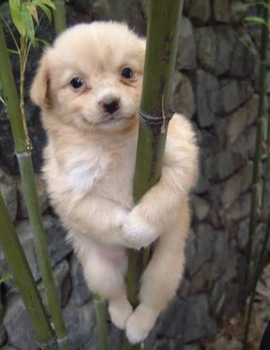 Gaejukiongiwa's tweet photo. The lore behind $GAEJUKI

ok so before any of this existed there was just a puppy stuck on a bamboo stalk. early 2000s, some random photo, nobody even remembers who took it. the dog is just climbing. clinging on. not falling.

it got posted on DC Inside (디시인사이드), basically Korea's version of 4chan back then, and it just took off. no marketing, no push, it spread because everyone who saw it went "lol same." people started calling him 개죽이. it's a pun, 개 is dog, 죽/竹 is bamboo. bamboo dog. that's the whole name.

and it just kept going from there. it ended up on protest signs. news segments referenced it. ask literally any Korean in their 30s or 40s about 개죽이 and they'll know exactly what you're talking about, no explanation needed. it's one of the oldest memes in Korean internet history.
funny part is he was doing diamond hands before diamond hands was even a phrase. dude was just hanging onto bamboo for his life, but it's the same energy as everyone white knuckling their bags right now.

🧬 token #0
this is why $GAEJUKI is token #0 on the chain. not added later, not an afterthought. it's written straight into the factory contract's constructor, so it existed the exact moment the chain went live. before anything else got minted, he was already there.

the image itself is fully onchain too. it's an SVG baked into the contract, so there's no link that can rot and no server that can go down and take the picture with it. it exists as long as the chain does. can't 404 something that was never hosted anywhere to begin with.

nobody had to explain this meme to a Korean audience. everyone already knows the dog. we didn't invent a mascot for this, we just gave the internet's most stubborn puppy an actual home onchain

https://t.co/q9WP5a5IxX

https://t.co/Vgy4xDssjM