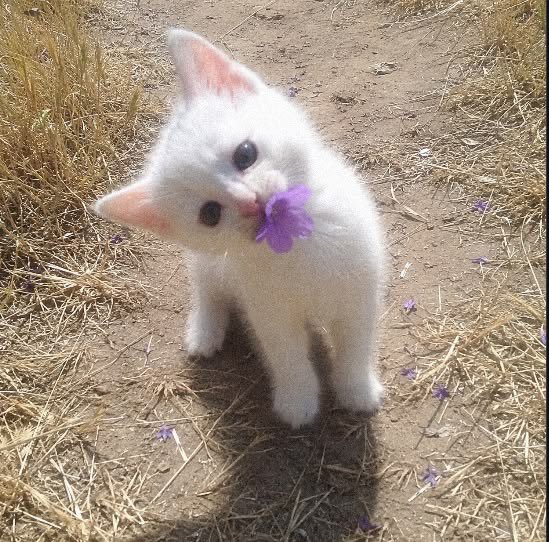 strawbryxbun's tweet photo. let pinterest decide :

⊹ ࣪ ˖ quote
⊹ ࣪ ˖ plushie
⊹ ࣪ ˖ animal
⊹ ࣪ ˖ trinket

awwwww this is so cuteee 🤍 https://t.co/dRnXKJPmDO