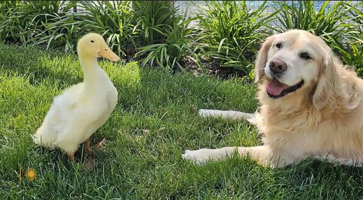 le_Parisien's tweet photo. «Elle a recommencé à sourire» : une famille adopte un canard pour soutenir son chien épileptique, ils deviennent inséparables
➡️ https://t.co/SDYfwXKlyA https://t.co/99DdiN3ShC