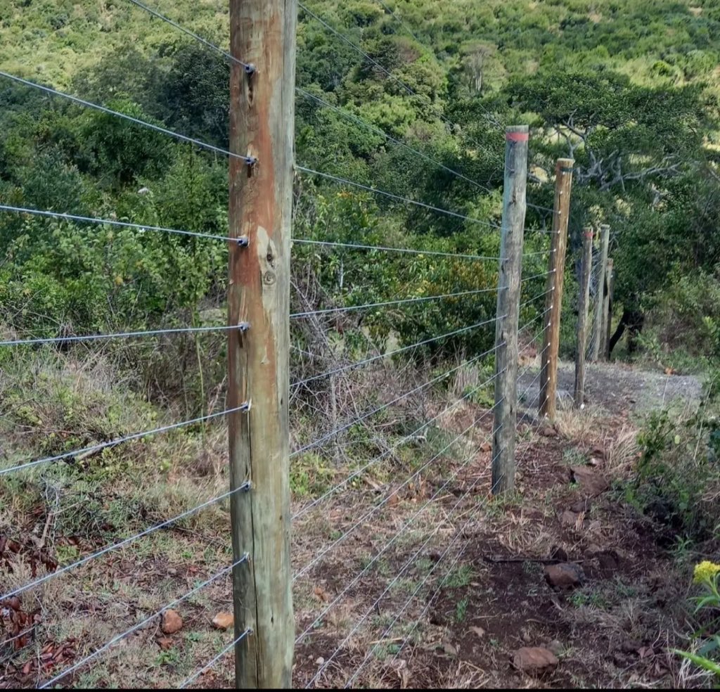 polo_kimanii's tweet photo. Hii kazi yetu sio rahisi aki. If you google the name ‘Lone standing electric fence’ on chrome or safari,you will come across these two photos being advertised by multiple service providers 

Infact some have even sponsored their 
 Sites using these photos. But in reality,both of these projects were done my company keensight. I took both of these photos

Frame 1 is in gilgil,Ridgemount estate kwa mzungu beste yangu sana. A few meters down this hill is where I almost lost my miserable life after a snake fell from a tree and dropped on my shoulders. I unleashed a very heavy scream almost vomiting my tongue. Mlima nilipanda nikipiga somaset

1.42M was the cost here

Frame 2 is in Laikipia. Here the sun almost sent us to sayun. It was so hot,yani ulikua unakojoa namna hii kabla ifike chini ishaa kauka. Nikama jehanamu bwana. Theres also no network,and starlink hadnt come. It was like rehab but for peasants. 

Around 200acres - budget was somewhere around 3.85M inclusive of the solar power
For the fence and the dam water pumping

You see how much story a single photo has? Ningependa kutupa onyo kwa wanaoiba picha za kazi yangu,tuheshimiane. Hii nikama kuchukua picha ya bibi ya mtu,unaeka frame unahang kwako. Are you serious! 

Anyway, keep bringing us business, we are grateful 🙏

https://t.co/nGCx9ZUdQE
