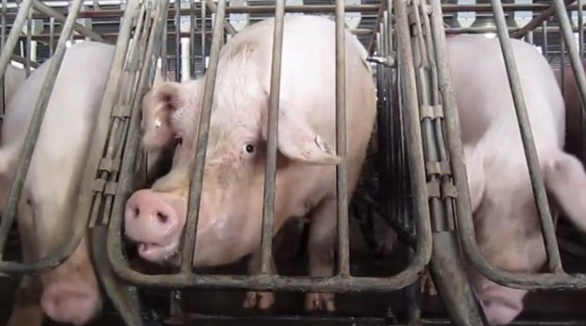 NothingIsArt2's tweet photo. If you are willing to defend these crimes against sentient beings, then you shouldn’t have a problem with being locked up like this yourself. Let’s see how you like it when you are the victim. https://t.co/DsxmvdS08g