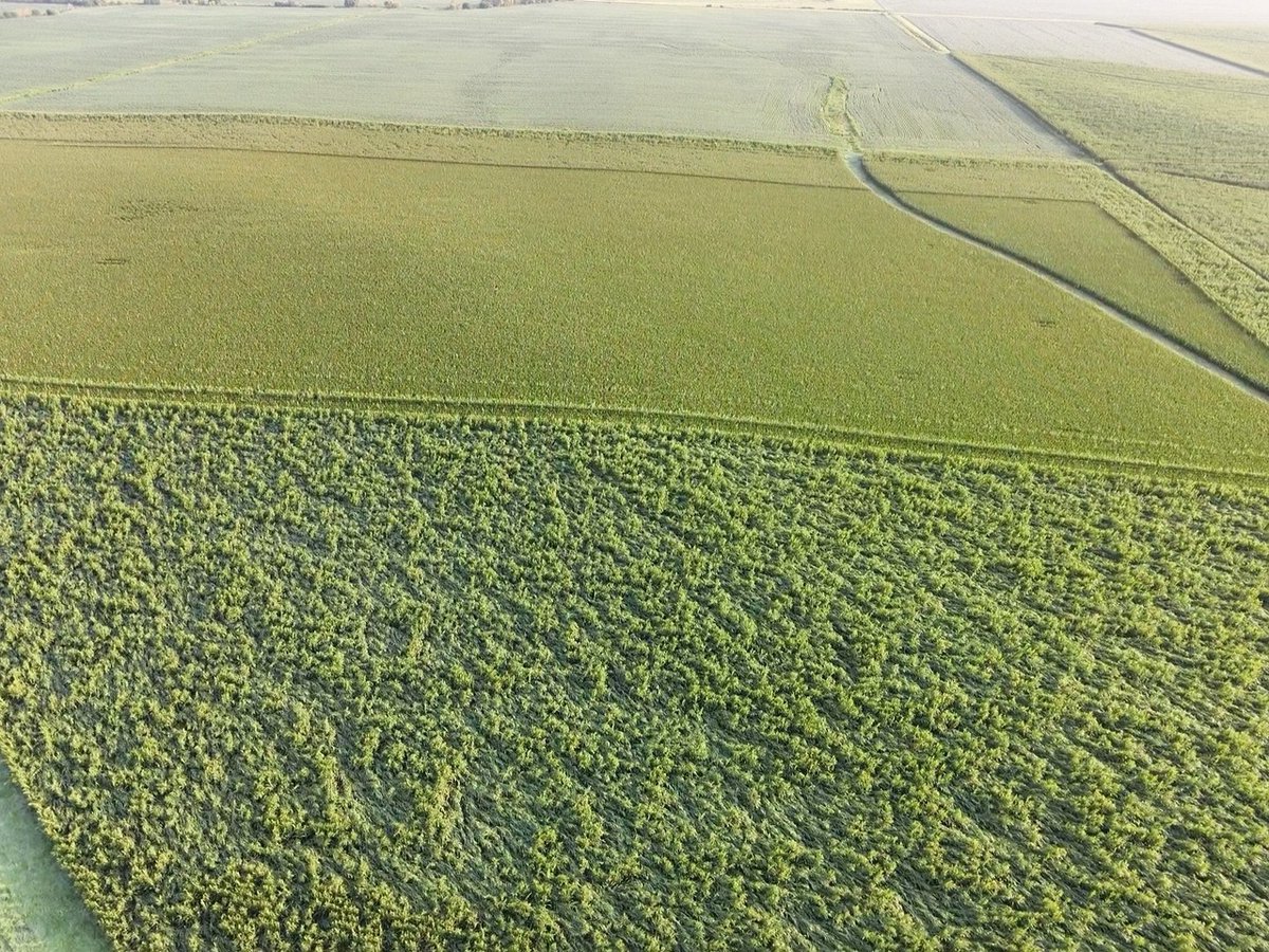 ElzandiO's tweet photo. I received these pictures of Preceon™ Short Stature Corn alongside tall corn following the severe storms and 70+ mph winds in Iowa this past weekend.

Sometimes the field tells the story better than we ever could....

Seeing is believing. 🌽 https://t.co/GHa1WNNuIK