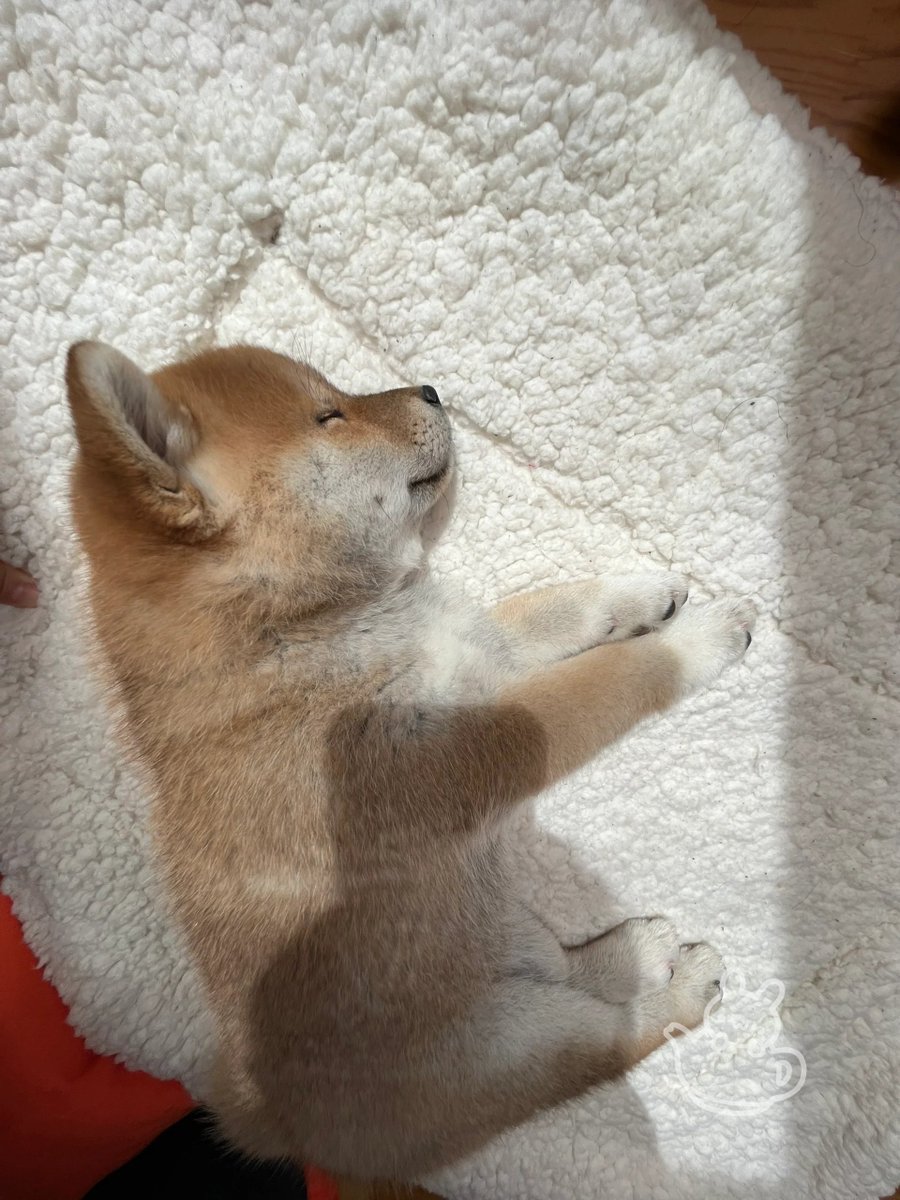 Maritza24932204's tweet photo. My pup curled up on my lap the second I sat down after a long day—this quiet, warm snuggle is exactly what I needed. https://t.co/P7wn6DPm9G