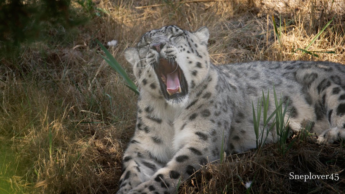 sneplover45's tweet photo. I met Sleepy Joe(p) again yesterday :D

#Snowleopard #Joep #DierenparkHoenderdaell https://t.co/Uqm3Sv0PMC