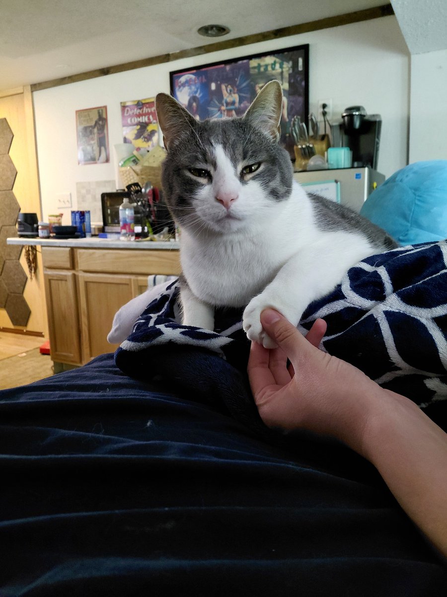 SkrungusDaisy's tweet photo. He lets me hold his paw even though he doesn't like it https://t.co/ciiWlH4CKO