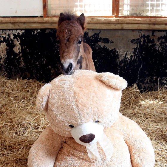 AcervoCharts's tweet photo. Cavalinho abandonado pela mãe se apegou a um ursinho de pelúcia e só consegue dormir com ele. https://t.co/HSnpVgVlHW