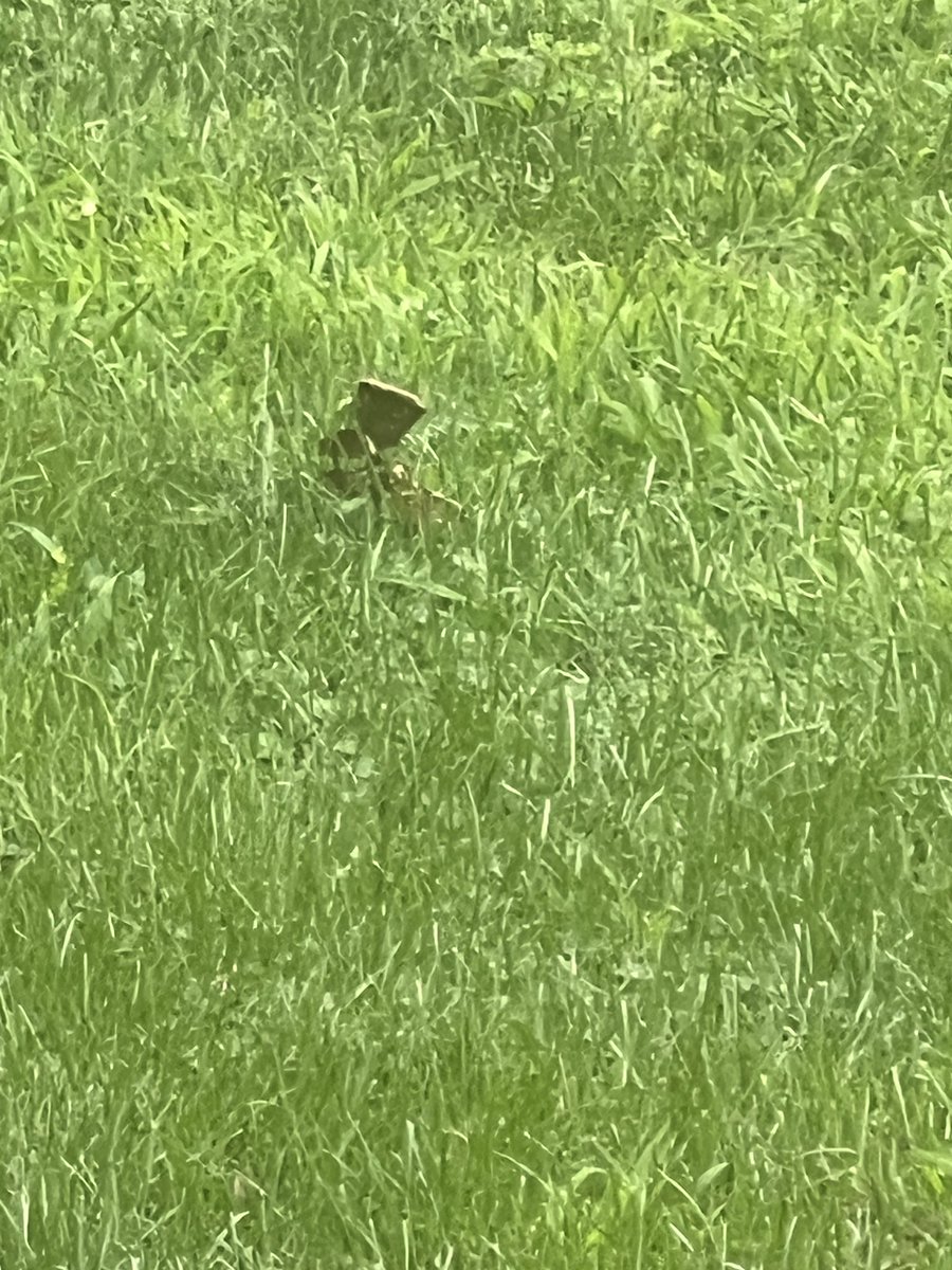 JonSaintShapiro's tweet photo. I was sitting in my backyard when I noticed a brown rabbit in the grass. I watched him. He was incredibly calm.
“Look at the little rabbit.”
My wife looked across the yard. Then she went back inside. She returned holding my glasses.
I had spent ten minutes bonding with a leaf. https://t.co/1KzXhjYCUy