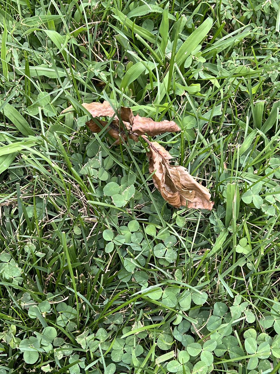 JonSaintShapiro's tweet photo. I was sitting in my backyard when I noticed a brown rabbit in the grass. I watched him. He was incredibly calm.
“Look at the little rabbit.”
My wife looked across the yard. Then she went back inside. She returned holding my glasses.
I had spent ten minutes bonding with a leaf. https://t.co/1KzXhjYCUy