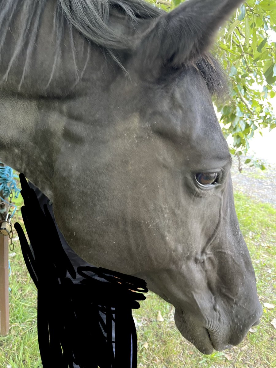 fartistgod's tweet photo. good boy.. he almost knocked me over (ignore the anomaly in the background) https://t.co/l1W64objPj