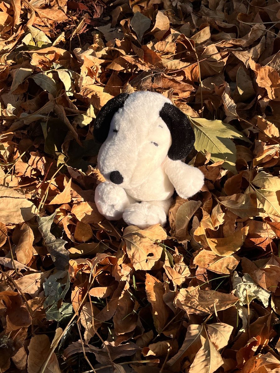 DailySnoopys's tweet photo. https://t.co/0LQSwHV59d