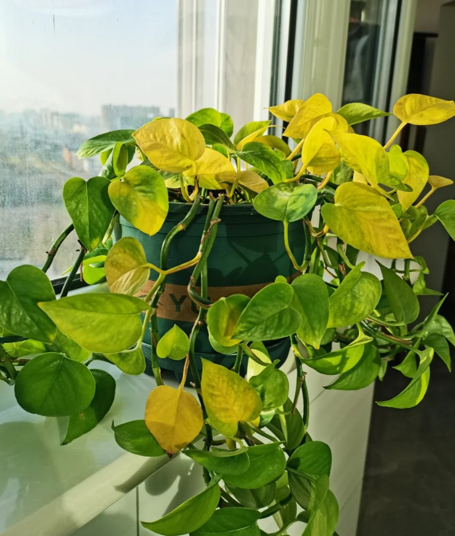 Mantjoeng's tweet photo. Pro tip for your pothos! Water when the top 2 inches of soil are dry, keep it in bright indirect light, and trim yellow leaves regularly to help it grow lush and full. https://t.co/RF4KkixWZQ