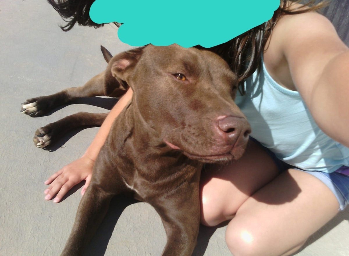 stfucess_'s tweet photo. Esta soy yo con 8/9 años sola con un pitbull y un stafford y la ultima foto mi prima con 1 y 2 añitos al lado del mismo stafford, dos perros considerados potencialmente peligrosos. El único peligro es la crianza de los dueños de esta clase de perros https://t.co/VVwmghc3di
