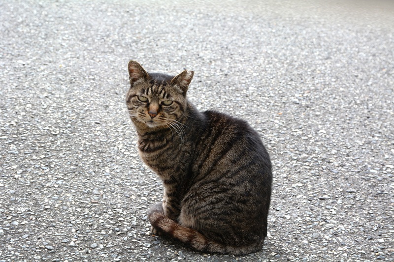 tomo_ban's tweet photo. 遠ざかる #neko #猫 #cat https://t.co/3kwm6vZGb2