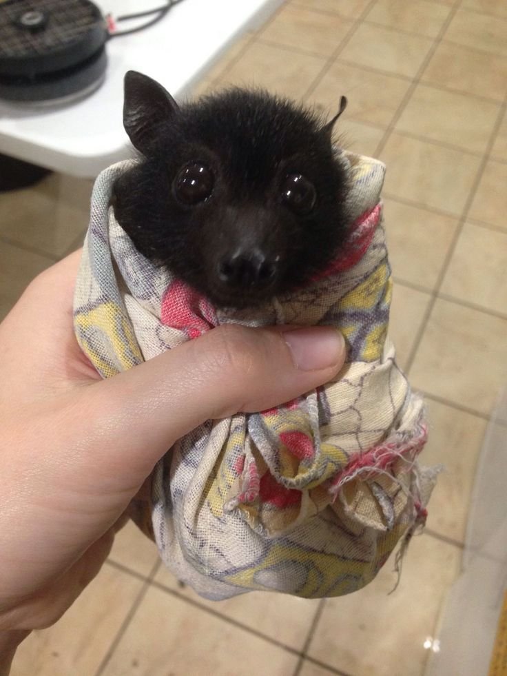 batincrisis's tweet photo. Bat Burrito 😁🦇 https://t.co/hwjsoGd2JG