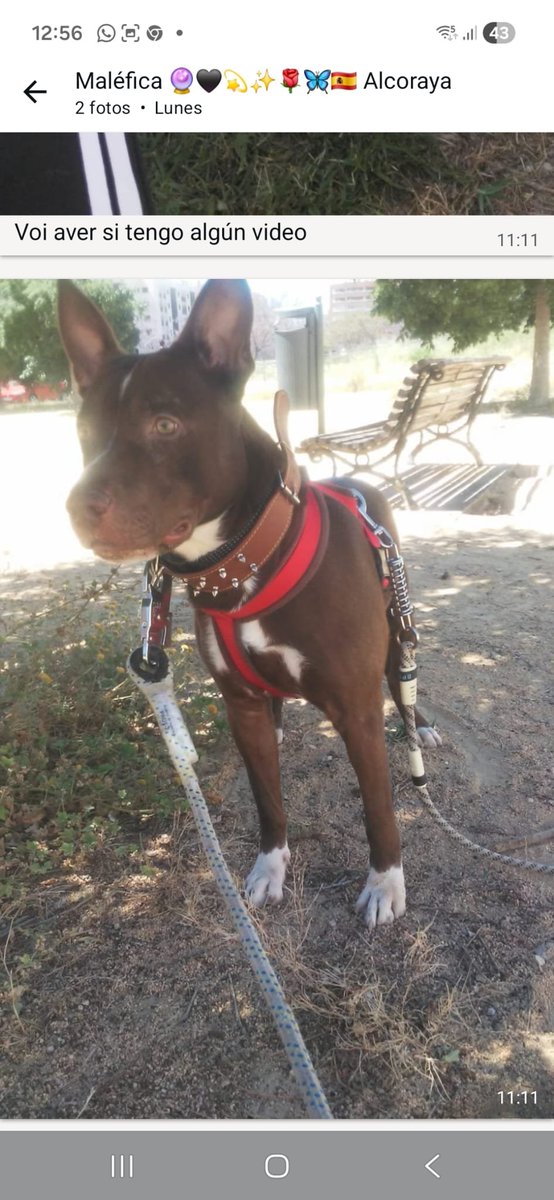 SilviaMylo's tweet photo. Qué carita de bueno que tiene, qué pena que no vaya a encontrar nada, es terrible para esta pobre criatura 💔

Copio :

11.08.2026
REY SE QUEDA SIN HOGAR. ¡¡NECESITA AYUDA URGE🚨💔NTE!! 💔🚨
🥺 Tengo solo 3 años y no entiendo por qué mi mundo se está desmoronando…
Me llamo REY 🐾. Soy un perro mediano, sano, vacunado, muy cariñoso, juguetón, activo y sociable con otros perros.
Estoy en Alicante, pero mi familia de acogida está atravesando una situación límite y ya no puede seguir teniéndome. 💔
⚠️ Necesito un hogar URGENTEMENTE. No quiero acabar solo, ni pasar de unas manos a otras. Solo quiero una familia que me quiera para siempre. 🙏
🏡 Si tienes un pequeño espacio donde pueda correr y jugar y, sobre todo, un corazón dispuesto a quererme, por favor, dame una oportunidad.
🚗 PUEDO VIAJAR.
🙏 SI NO PUEDES ACOGERME, DIFÚNDEME.
Quizás tú no puedas salvarme, pero compartiendo este mensaje puedes hacer que llegue hasta la persona que sí pueda hacerlo.
📞 669 33 11 60
💔 REY NECESITA UN HOGAR.
🙏🐾 POR FAVOR, NO DEJEMOS QUE SE QUEDE SIN ÉL.