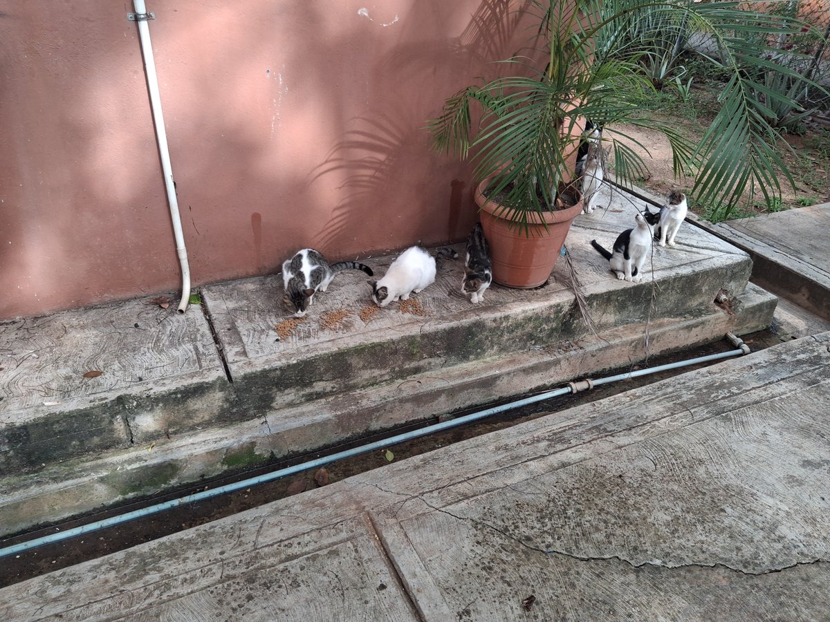 kathe111111's tweet photo. Los precios de la comida esta muy altos y esta semana no alcanzó para la comida de los michis. Quienes puedan echarnos la mano 🙏😿😿

0172 bancamiga
18922651
04125659251

Paypal
Katherine.corrales@gmail.com
Binance ID
528473033 https://t.co/702EsqXd2T
