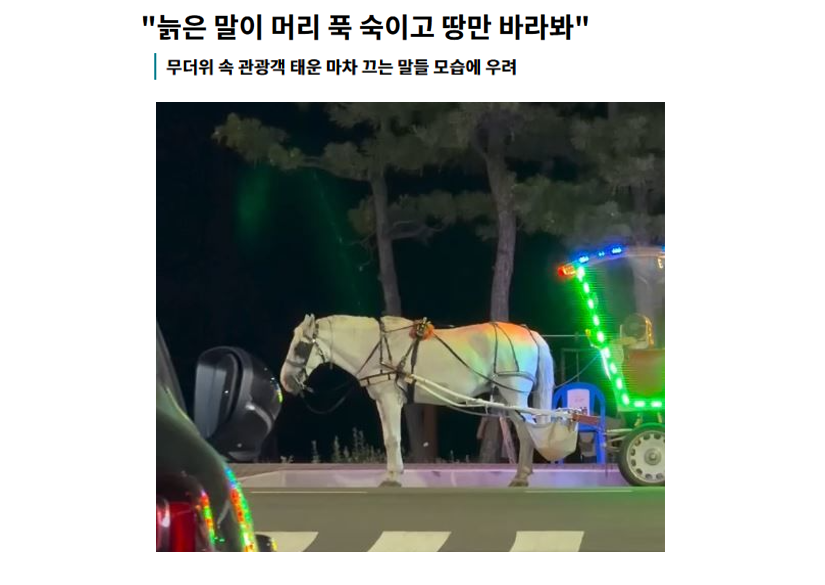 aniko_welfare's tweet photo. "강원 양양에서 관광객을 태운 마차를 끄는 말들의 모습이 공개되면서 (중략) 운행 환경과 휴식 여부를 확인할 필요가 있다고 지적했다."(기사읽기: https://t.co/5NaKTFIdlm) https://t.co/sPsGdgIfli