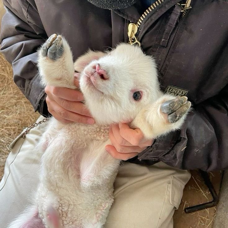 ElyfaeFeelings_'s tweet photo. https://t.co/tIgd1QDNRF