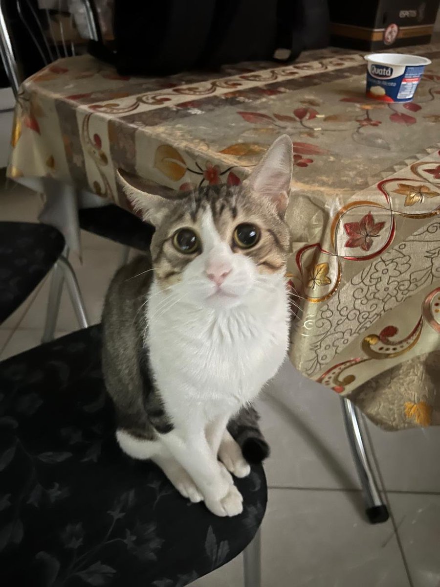 rige04's tweet photo. um gato catado da rua, é meu bem mais precioso https://t.co/TACZAs1qhF