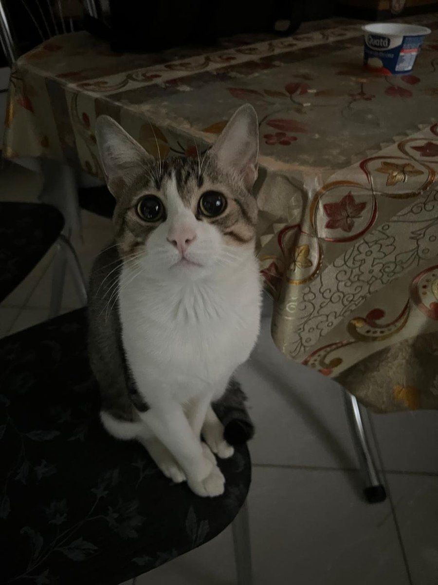 rige04's tweet photo. um gato catado da rua, é meu bem mais precioso https://t.co/TACZAs1qhF