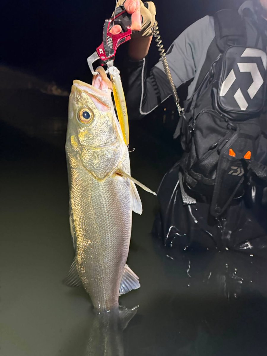 mk2_freedom's tweet photo. 執念！！！SEIRAN入魂！！
帰れるよ父ちゃん🐟
ハルキさんガイドありがとうございました！！ https://t.co/oMzwDinO4V