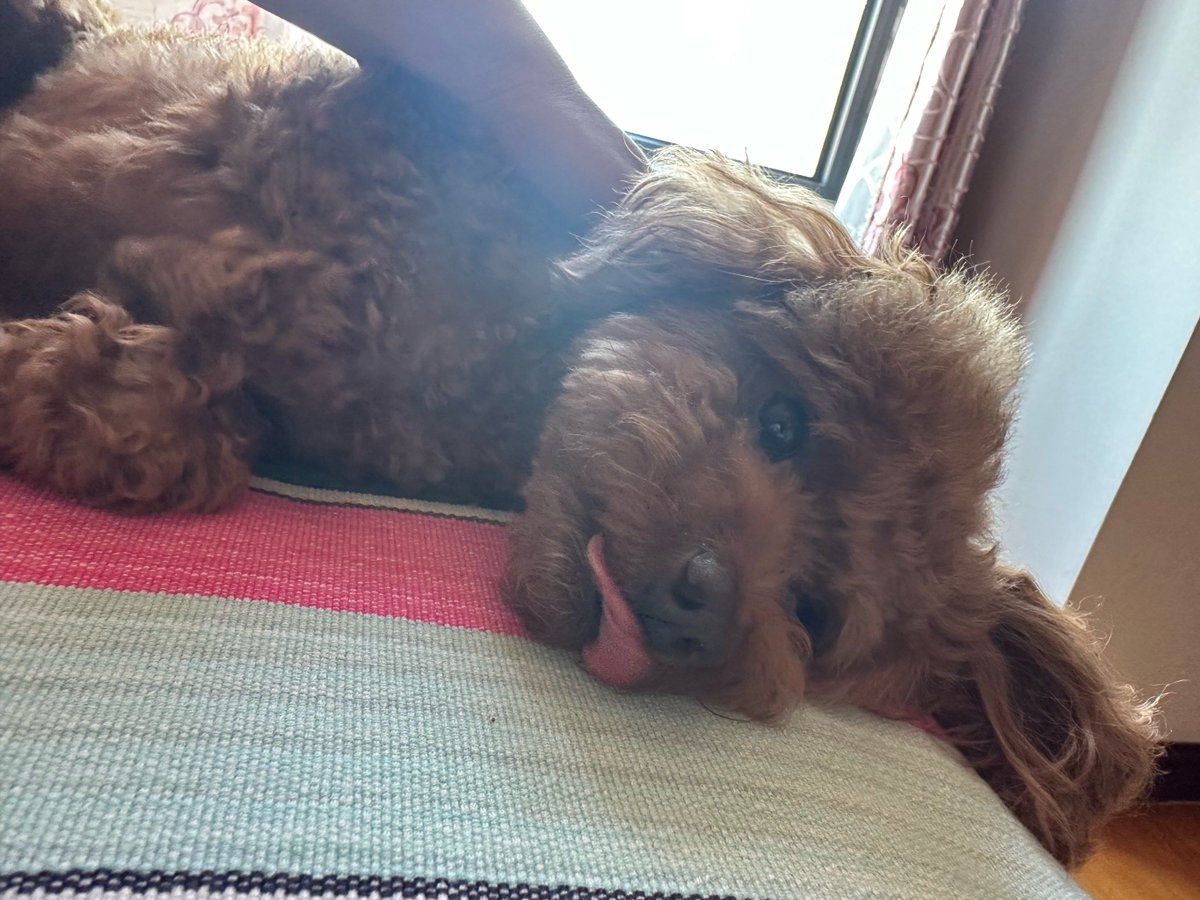 toft_helle's tweet photo. Nothing beats coming home to a wagging tail and a warm purr—my furry friend makes every ordinary day feel like a gift ， https://t.co/TKyOIlLB5D