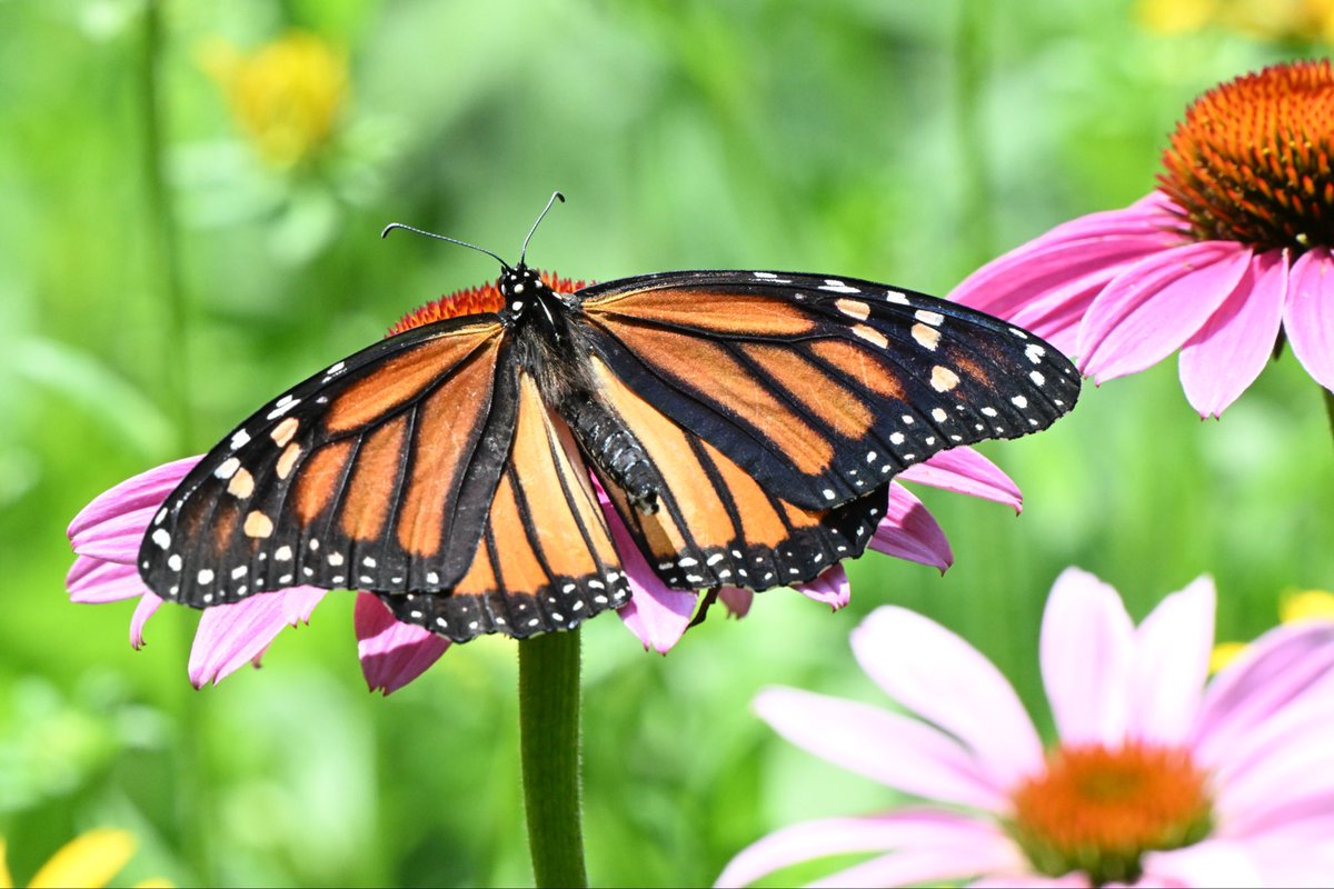 ell_enR's tweet photo. Monarch on coneflower!
Northern NJ
8/2026
#butterflies #butterflylover #butterflylove #butterflyphoto #butterfly #naturephotos #monarch #NaturesBeauty #naturephoto #Naturelove #naturelover #naturelovers #naturephotographers #naturephotographer #NatureIsBeautiful #flowers https://t.co/Ebaz0dtJmn