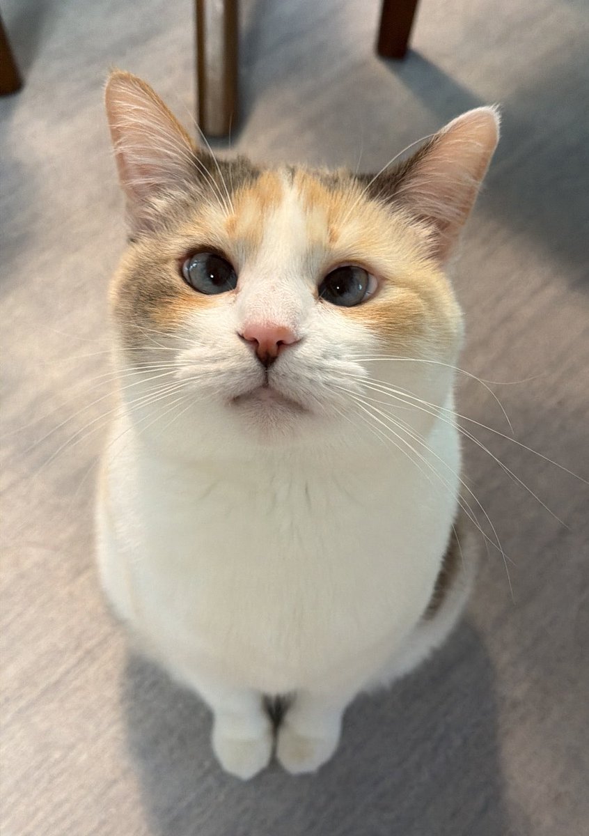 fatfatpankocat's tweet photo. Cats are so cute I wish they were real https://t.co/385MiMqz08
