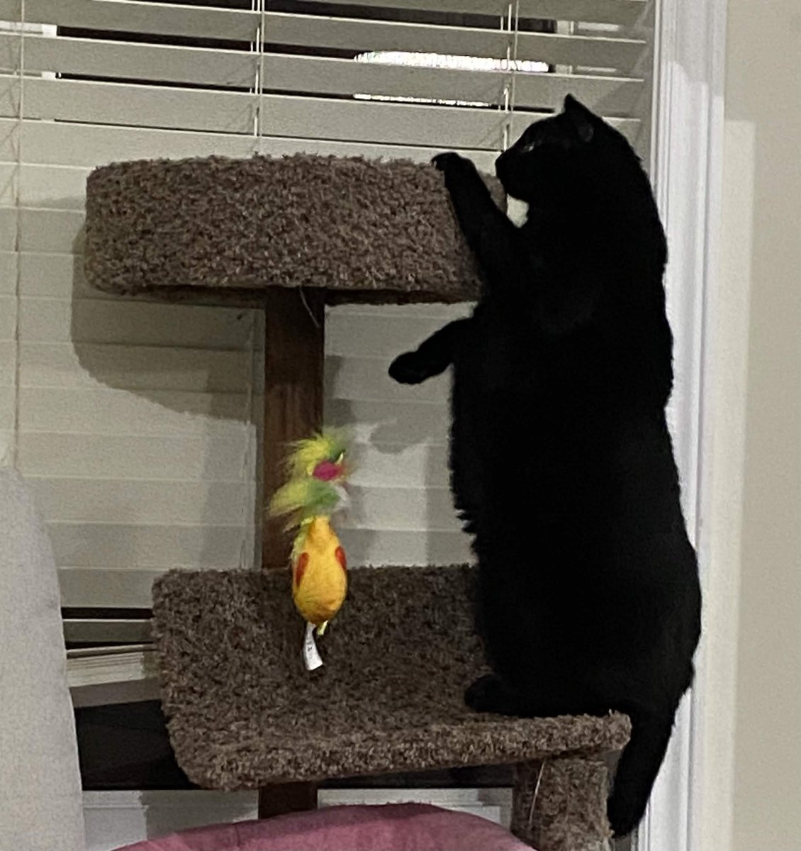 BallinB20's tweet photo. If a Cat could play Ball it would be base:0xb2000000000000000000007dae559f0c24ad0a01 https://t.co/8CRBuiS9Id