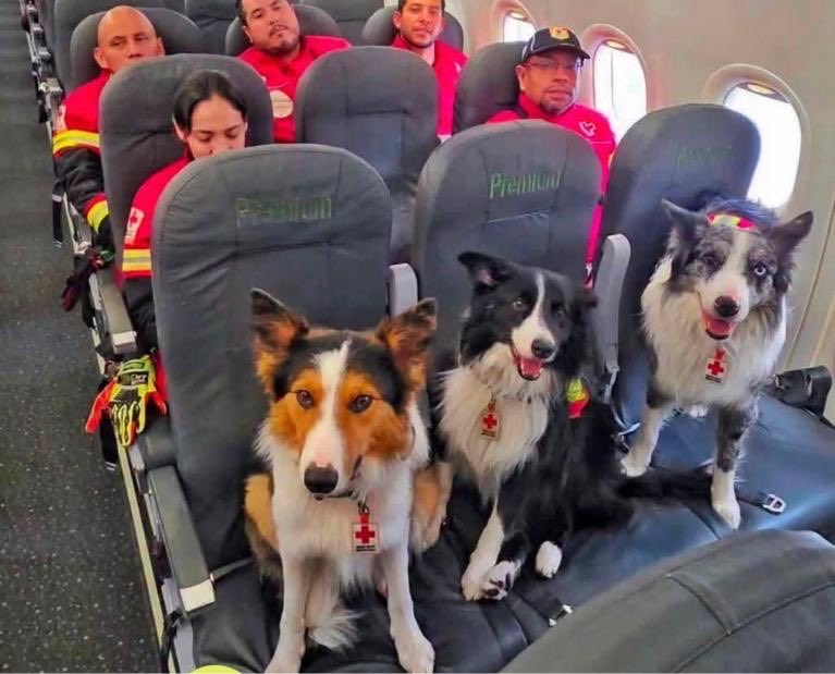 PajaritoTimes's tweet photo. ¡LOS TOPOS DE MÉXICO, LISTOS PARA APOYAR A COLOMBIA! 

Topos de México y sus binomios caninos se están movilizando para ayudar a Colombia tras el fuerte terremoto de magnitud 7.4 que sacudió recientemente al país. 

Los rescatistas viajan acompañados de perros de búsqueda altamente entrenados.

El equipo de rescate voluntario, reconocido mundialmente por su experiencia en estructuras colapsadas, modificó sus planes de viaje para brindar asistencia humanitaria de emergencia inmediata.