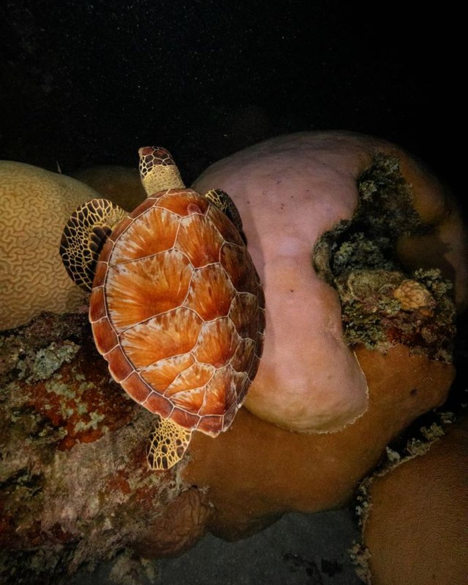 coralcrf tweet picture