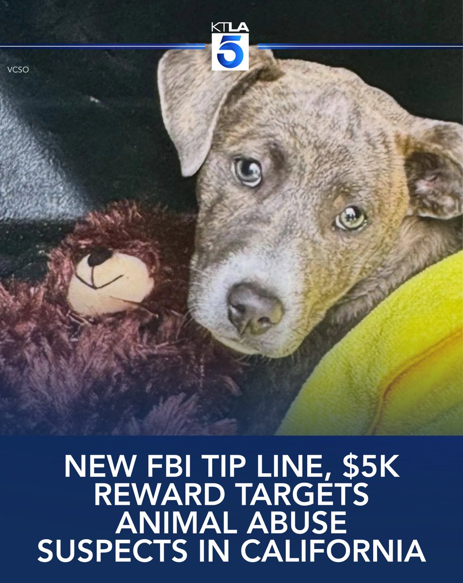 KTLA's tweet photo. Federal authorities announced a new FBI tip line and a $5,000 reward to help bring animal abuse offenders in California to justice. https://t.co/Eb62XciUZc https://t.co/sqvc9mIbug