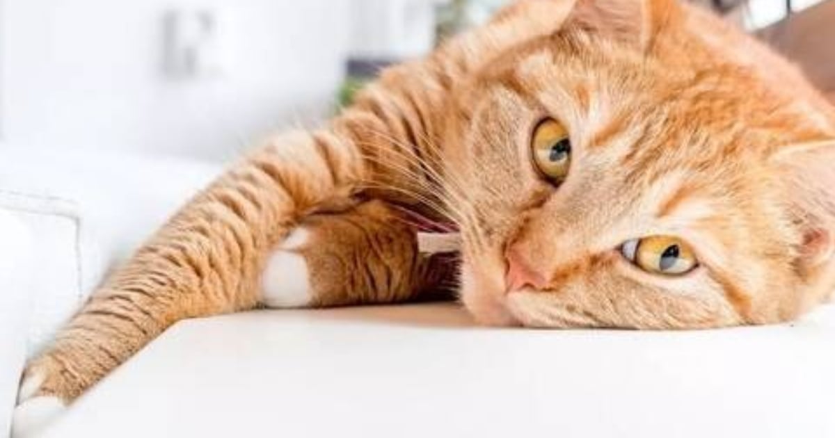 radiomitre's tweet photo. Los veterinarios coinciden: la personalidad de los gatos está definida por la edad en que son separados de su madre https://t.co/FmCnnXmqkY https://t.co/KwDQqyYwHW
