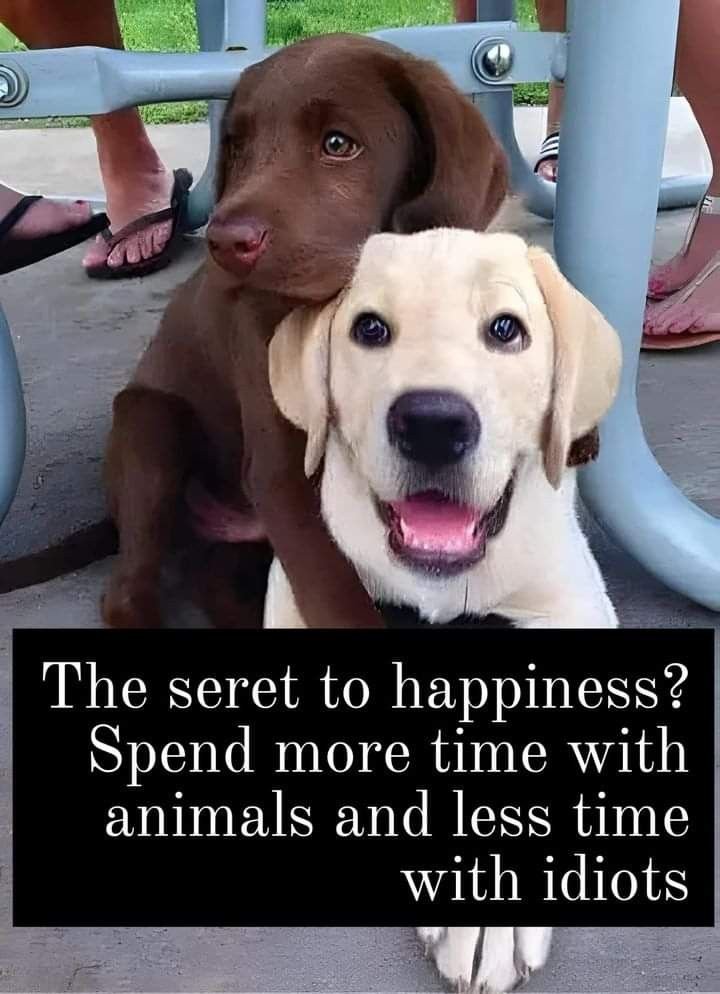 petpopular's tweet photo. https://t.co/aNSeoBMLQc