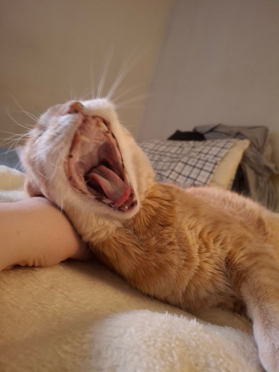MisoraUni's tweet photo. #Meowpost cat https://t.co/elzWa7AwtF