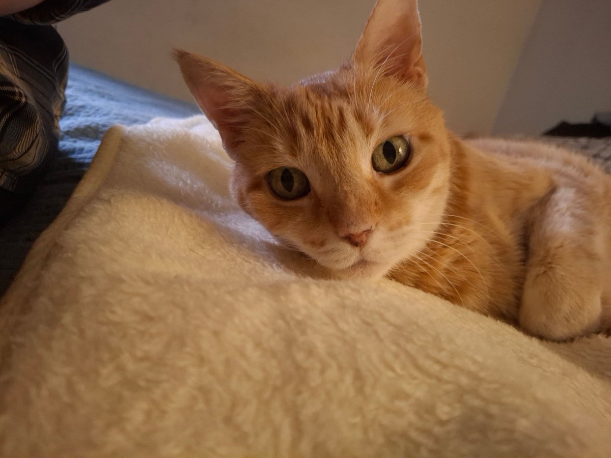 MisoraUni's tweet photo. #Meowpost cat https://t.co/elzWa7AwtF