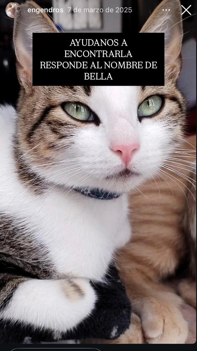 LocSISMOPereira's tweet photo. #SOSPEREIRA PAR DE GATITOS SE EXTRAVIARON ENNLA CIUDAD DE PEREIRA 
AYUDANOS A ENCONTRARLOS https://t.co/4NhmTEsQ0l