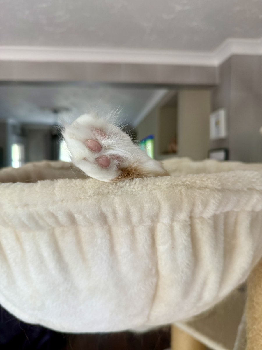 buddy_gizmo's tweet photo. The submarine paw has popped up to see if it’s dinner time yet 😹😹🦁🦁 #toebeantuesday #teamfloof #CatsofTwitter https://t.co/w4nMTwv7Ug