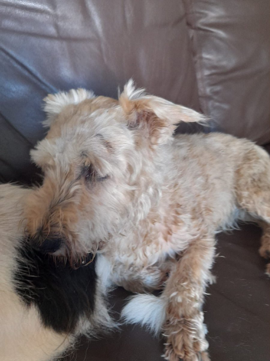 millypod1's tweet photo. 🆘10 AUG 2026 #Lost Lilly #ScanMe
ELDERLY Cairn Terrier Female PLEASE SHARE.
A 16‑year‑old Cairn Terrier with dementia😢
Whitethorn Close (Woolbrook)
#Sidmouth #Devon #EX10
https://t.co/YaY46K5BTQ https://t.co/vpzZp5RuMk