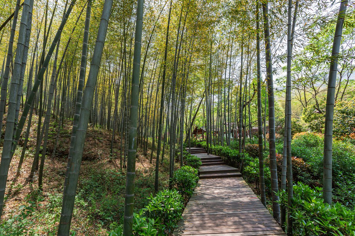 Thy1309's tweet photo. Spent my morning chasing golden light through Kyoto’s bamboo groves – the rustle of leaves + quiet mountain air made this weekend perfect. No plans needed, just wandering and savoring every unexpected vibe. https://t.co/36FwJ4eLu4