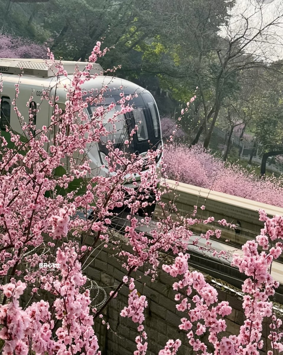 EaGod50's tweet photo. Just took the morning train to the city center, saw cherry blossoms lining the street on the way. Such a nice start to the weekend! https://t.co/wLsVoCeMkl