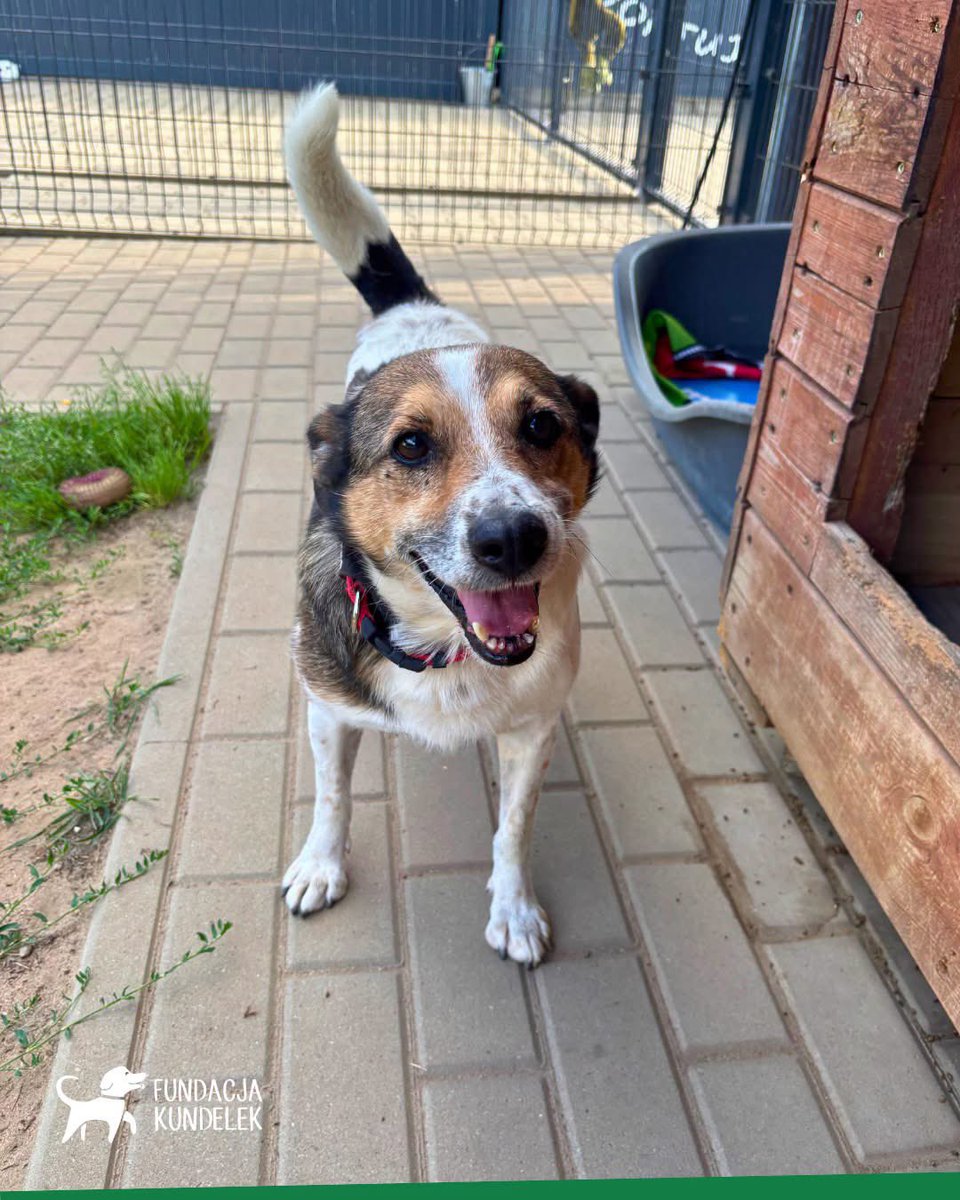 mal_land_'s tweet photo. Cudak ma ok. 8 lat, waży 13 kg i jest przeukochanym, otwartym psiakiem 🐶 Chodzi na smyczy, dogaduje się z kotami i suczkami. Jest w pełni przygotowany do adopcji!
Szukamy dla niego cudu!🙏
📍 IŁÓW 96-520 woj. mazowieckie
Ankieta adopcyjna:
https://t.co/54NJXiV2Gy https://t.co/tPzXLpBYoV