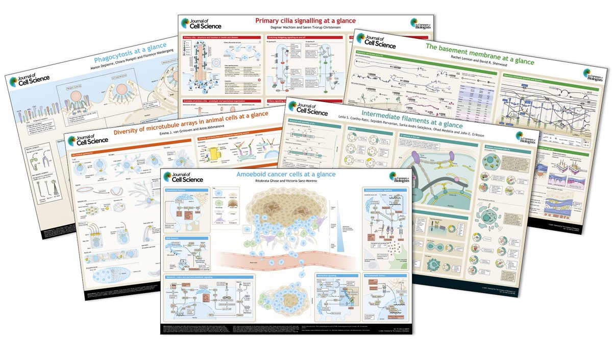 J_Cell_Sci's tweet photo. Our 'Cell Science at a Glance' articles are short primers that act as an introduction to an area of cell biology. Perfect if you're new to a field or want to find out the latest on a particular topic. Check out the full list at:
https://t.co/IbzvEiTQ1S
#cellbiology #notforprofit https://t.co/1Qt6DZfDXm