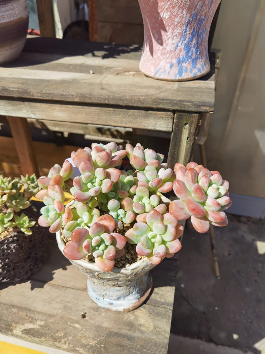 paige39bn0's tweet photo. Finding a tiny new hobby today! Gardening succulents is so calm and rewarding—even 10 mins a day brings soft, green joy to busy days. Start small, feel big!， https://t.co/laXu8amr4H