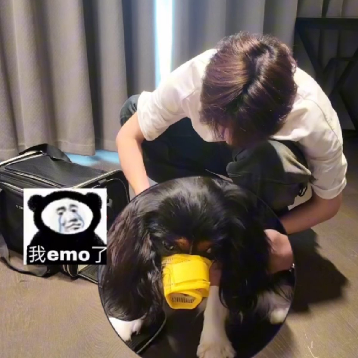 ppppukpui's tweet photo. ไม่คิดว่าจะนิคจะซึมขนาดนี้ นึกว่าจะดิ้นสุดชีวิตรายงี้ เจอนิ่งไม่ขยับ คอตก เป็นเราคงทำตัวไม่ถูก พี่แพทเก่งมาก นิคเก่งมาก สุดท้ายตอนขึ้นเครื่องก็ไม่เห่า มีแพทอยู่ใกล้ นิคคงอุ่นใจ🥹

กระเป๋าแบบนี้ยังวางข้างเก้าอี้ได้
ดีกว่ากรงใหญ่ที่ต้องโหลด

#คุณหนูน้องนิค
#แพทริค @patrick_pppat https://t.co/aO8KUCUoBL