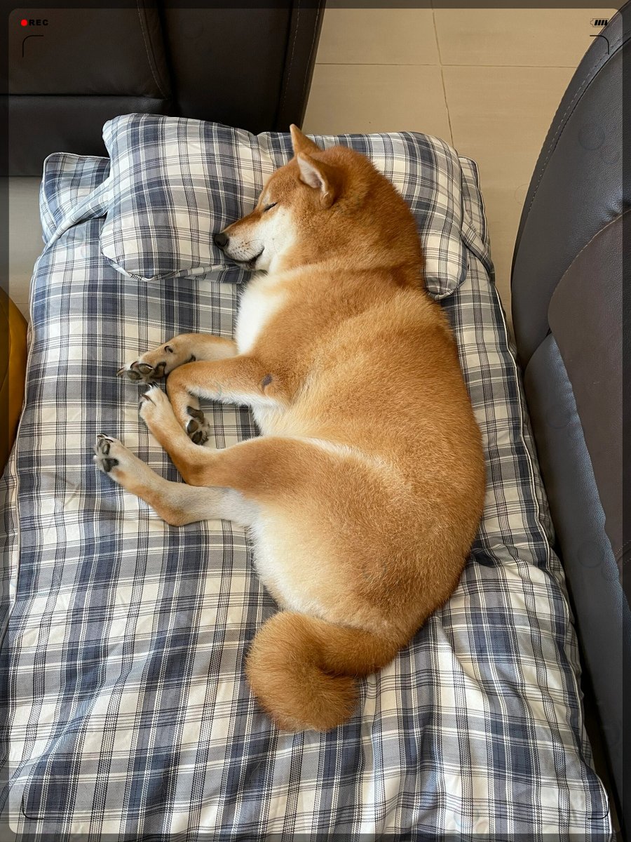 zhai_019's tweet photo. My pup cuddled up to me on a rainy Sunday—best kind of companion, no agenda, all warmth. Who else has a fur baby that turns bad days around https://t.co/jRzMf3frsr