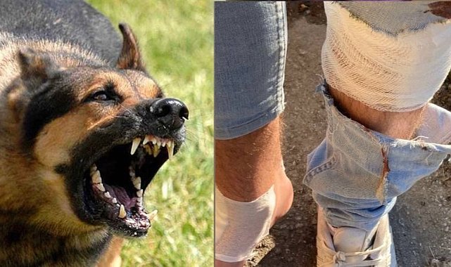 ___Cavus__Esra_'s tweet photo. EMSAL KARAR❗️

Kırşehir'de köpeklerin saldırısına uğrayan kadın, 

Köpek sahiplerine açtığı davada 
637 bin 156 lira tazminat kazandı.

Emsal karat olmalı, köpek saldırısına uğrayan herkes dava açsın.

Bunların cebinden para çıkınca anlarlar
İnsanlıkları yok çünkü... https://t.co/uClLlqjC7A
